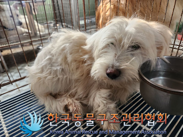 종료(입양) 믹스견…